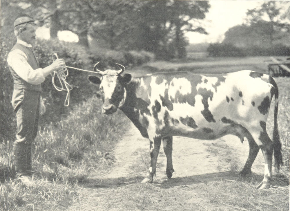CATTLE. Shetland Cow 1912 old antique vintage print picture